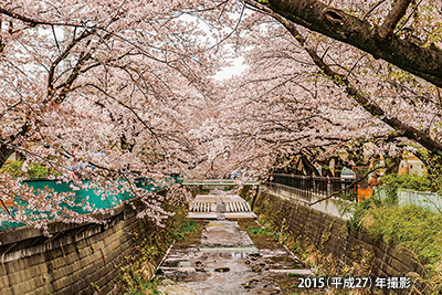 現在の「麻生川」の桜