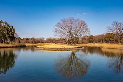 「国営昭和記念公園」の「水鳥の池」付近