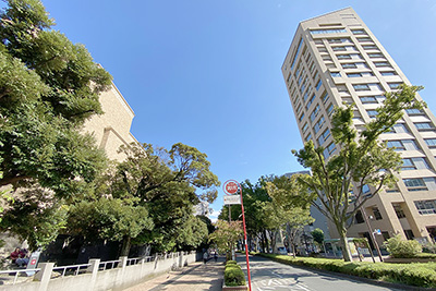 現在の「早稲田大学大隈記念講堂」脇の「早大通り」
