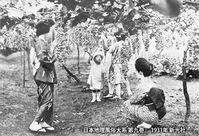 明治期に普及した堅下のぶどう栽培