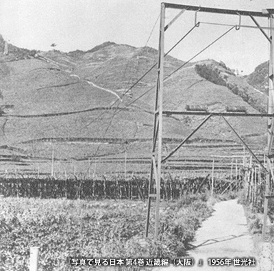 明治期に普及した堅下のぶどう栽培