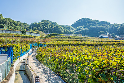 明治期に普及した堅下のぶどう栽培